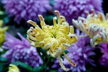 南翔雨中菊花采风·作者好人伟哥_14.jpg