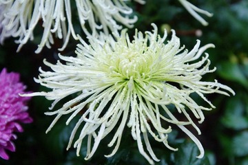 南翔雨中菊花采风·作者好人伟哥_18.jpg
