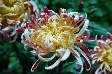 南翔雨中菊花采风·作者好人伟哥_20.jpg