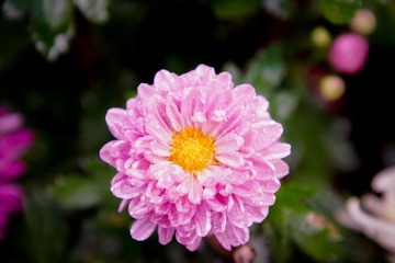 南翔雨中菊花采风·作者好人伟哥_46.jpg