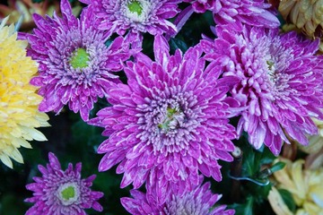 南翔雨中菊花采风·作者好人伟哥_53.jpg