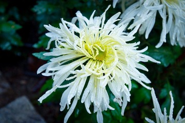 南翔雨中菊花采风·作者好人伟哥_59.jpg