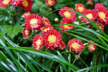南翔雨中菊花采风·作者好人伟哥_61.jpg