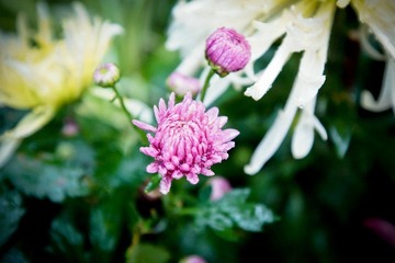 南翔雨中菊花采风·作者好人伟哥_62.jpg