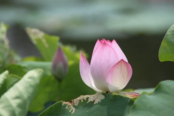 夏