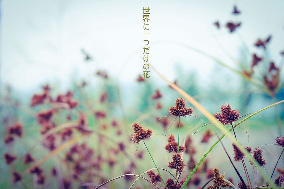 算花吗 求科普<br />
