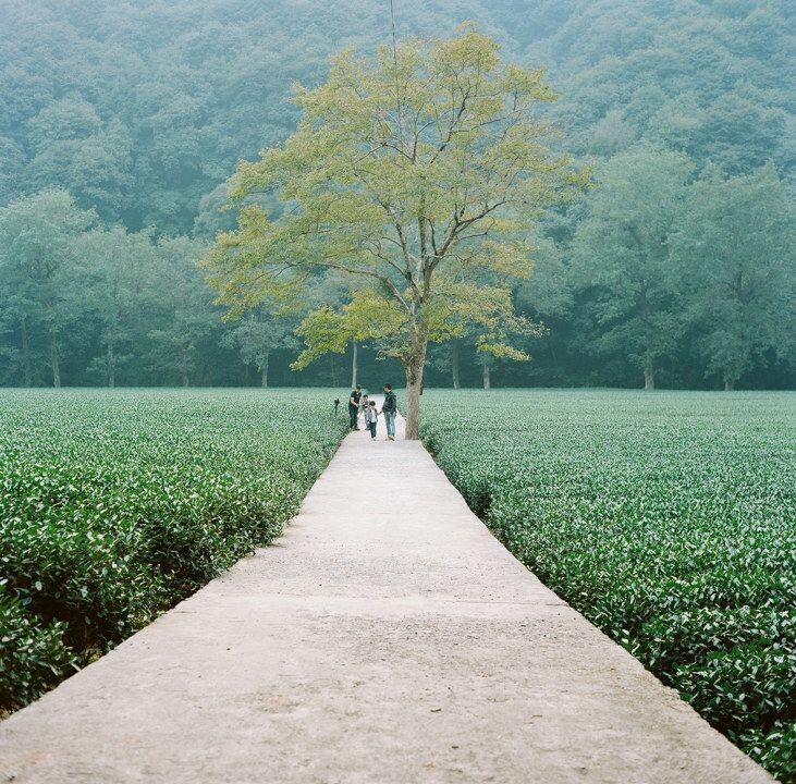 大树，茶园，梅家坞<br />
by mamiya c330<br />
     kodak portra160