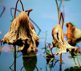 IMG_2549.jpg