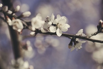 IMG_0964