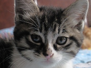 猫