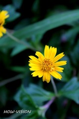 野菊花..