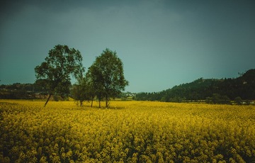 IMGP2440-2
