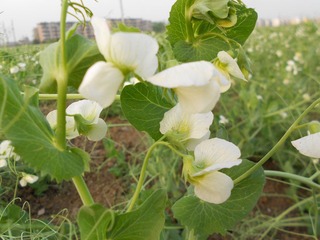 DSCN0083.JPG
