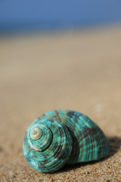 海螺- 石小畅 - 图虫