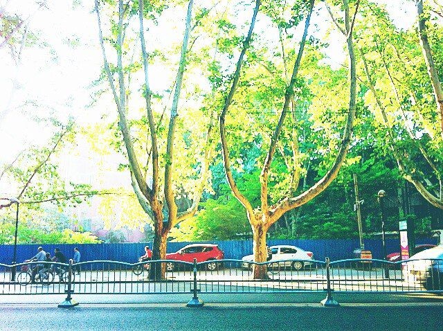 1<br />
清晨在路边，看着秋日的阳光浅浅的透过叶子洒向尘埃，空气也被蒸馏过一般，在浮动的滑翔。
