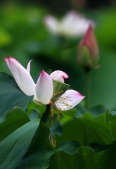 荷花。