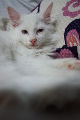 DSC03919_副本.jpg