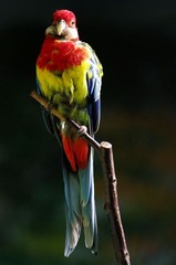 p2IMGP4123
