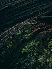 CF000175