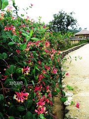 花花世界