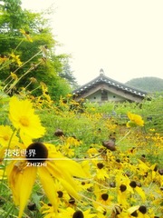 花花世界2