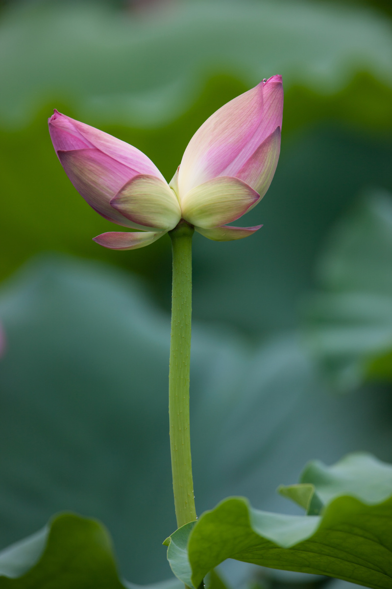 并蒂花开花好月圆