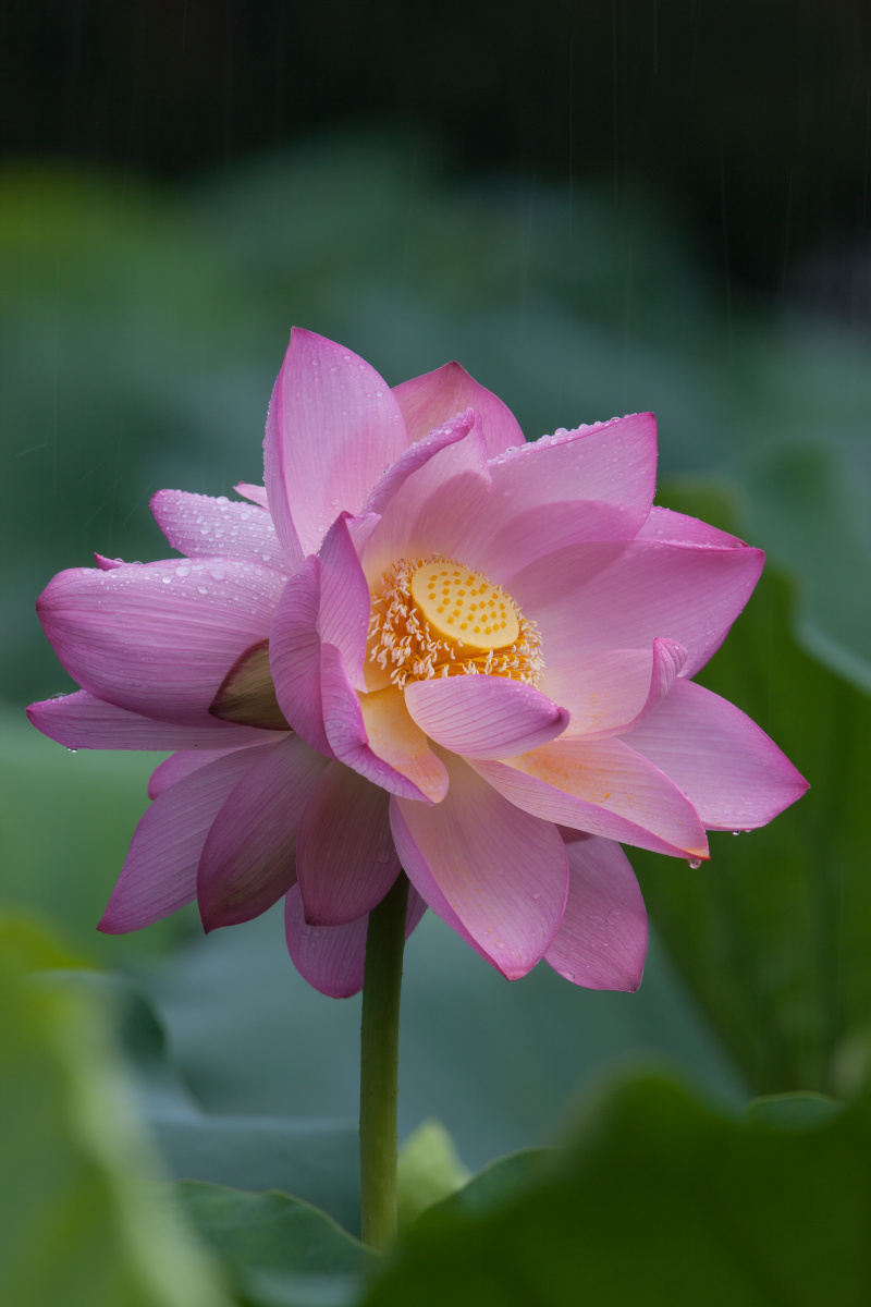 并蒂花开花好月圆