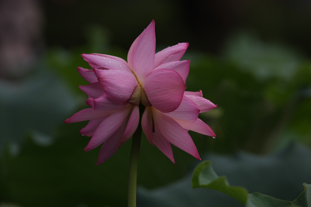 并蒂花开花好月圆