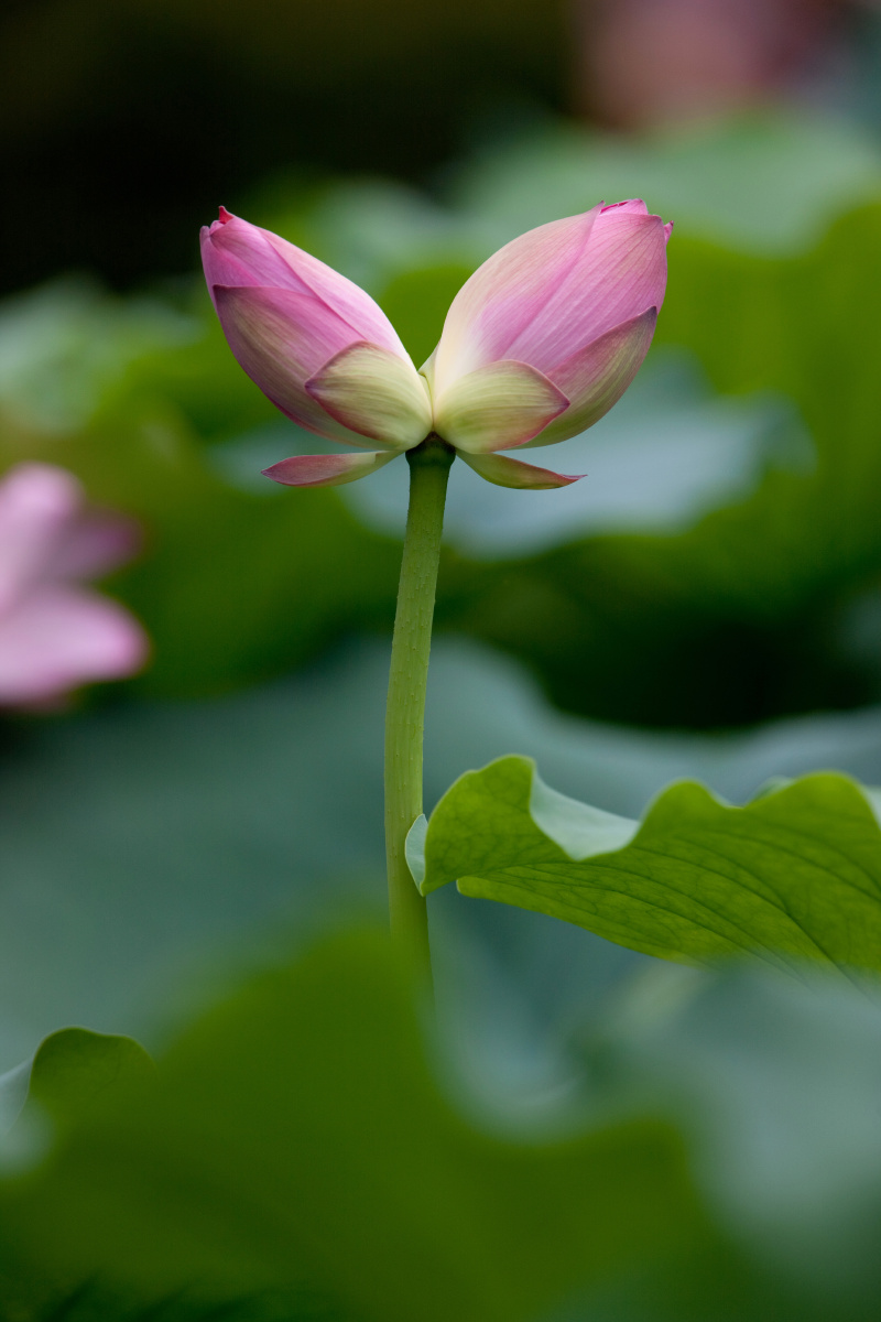 并蒂花开花好月圆