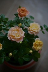 F1294E5A-9C0B-49D9-AB4D-1023C063F808/L0/001