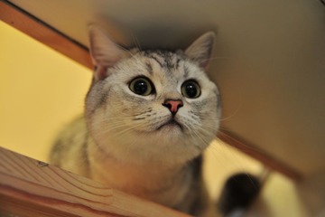 小虎猫猫