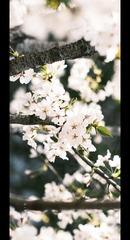 52FF3F1A-1C4D-4601-BD9B-F1C9966D7989/L0/001