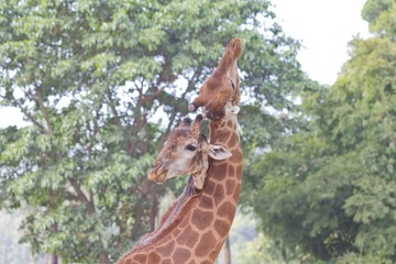 IMG_7439.jpg