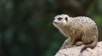 IMG_7596.jpg