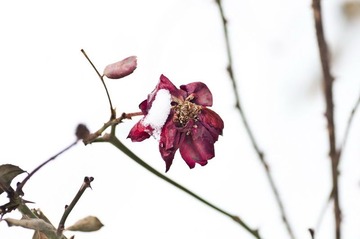 雪中花