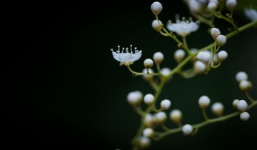 DSC_6294_缩小大小.jpg