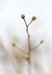 _DSC0085.jpg