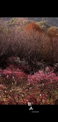 _DSC0005__