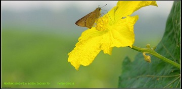 IMGP9616.jpg