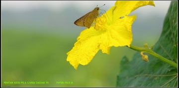 IMGP9616.jpg