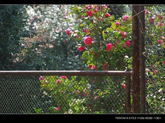 IMGP9718.jpg