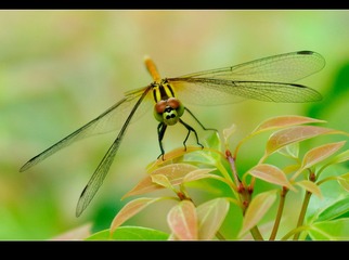 IMGP7043_副本.jpg