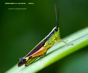 IMGP7327.jpg