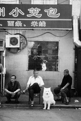 街坊外路旁，几个居民 ，一只很乖的哈士奇