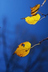 IMG_6075ps.jpg
