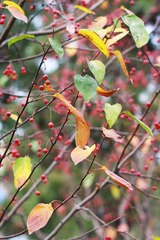 IMG_8203ps.jpg
