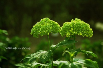 欧洲荚蒾