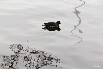IMG_1826.jpg