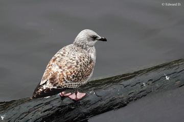 IMG_1980.jpg