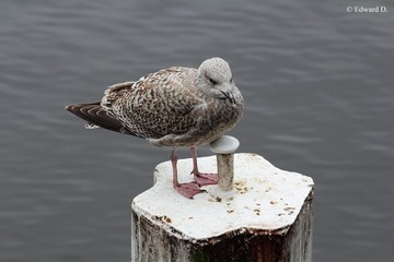 IMG_1996.jpg